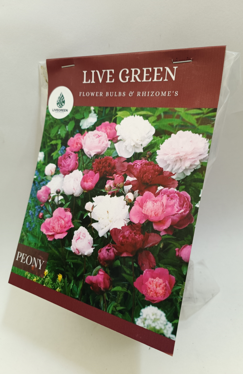 Peony Imported Bulbs - Set of 3pcs (Multicolor) By Live Green