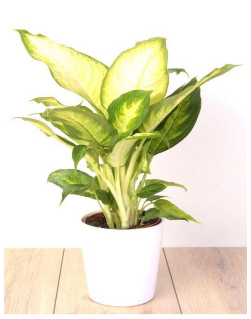 indoor-air-purifying-plant