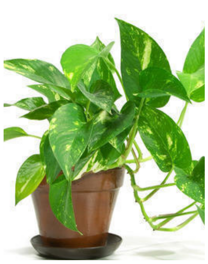 Plantogallery  Green Pothos Money Plant Best For Home