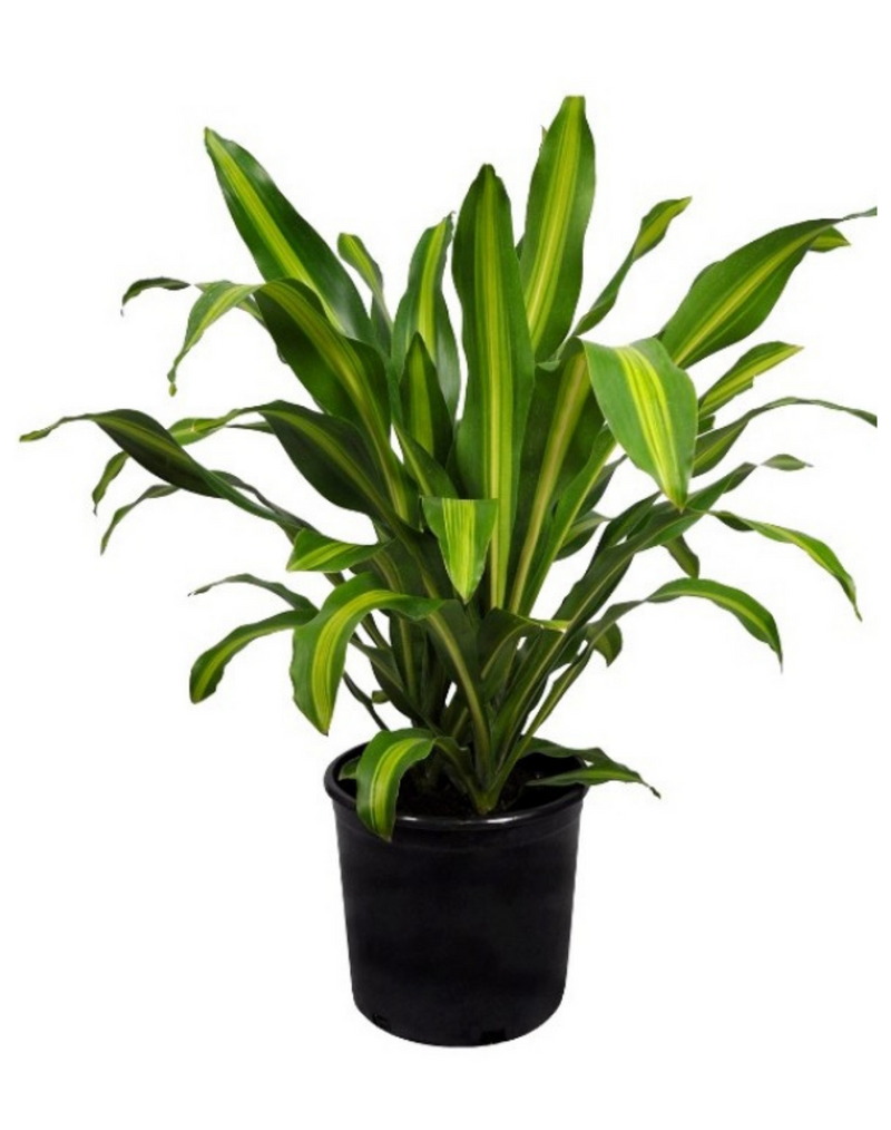 udanta-dracaena-green-live-plant