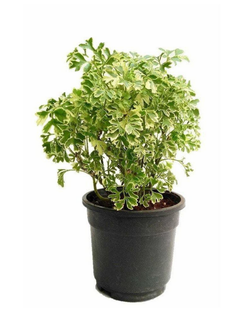 Polyscias-Fruticosa-Variegata-Aralia-Variegated-Mini-Indoor-Plants-Udanta