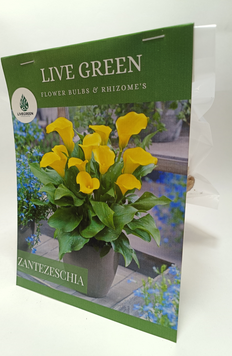 Calla Lily Zantedeschia "Captain Sunclub" Imported Bulbs - Set of 2pcs (Yellow) Live Green