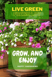 Live Green Imported Seeds - Acroclinium Mix Pepper Flower Seeds - Pack of 1gm Seeds