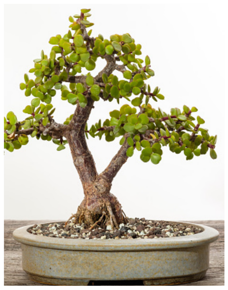 Plantogallery Jade Bonsai Formal Upright Style - Plant