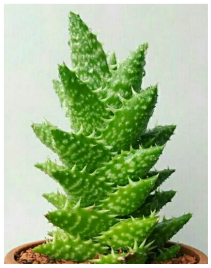 Plantogallery  Aloe juvenna(  Tiger tooth aloe) succulent plant