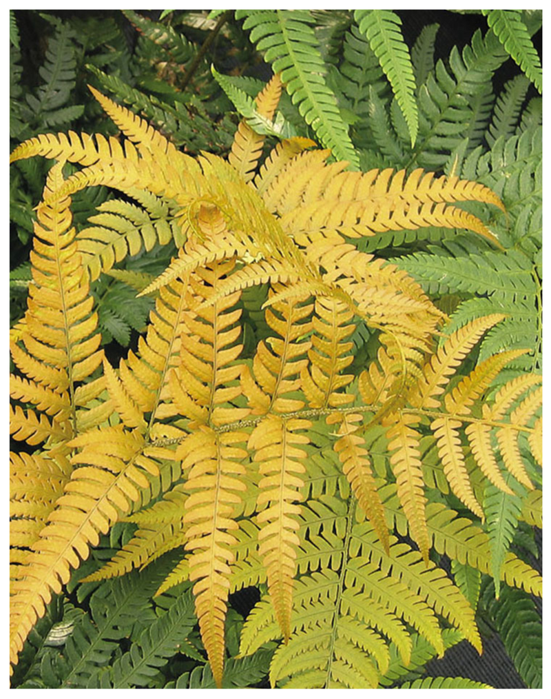 Plantogallery Nephrolepis exaltata aurea, Golden Fern, Pivla Fern - Plant
