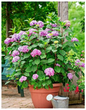 Plantogallery Hydrangea Flower Plant For Home Gardening