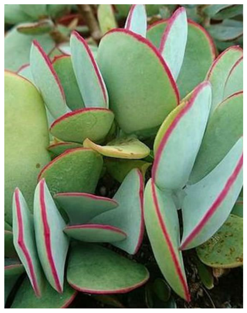 Plantogallery  Cotyledon orbiculata 'Silver Peak' - Silver Peak Pig's Ear succulent plants