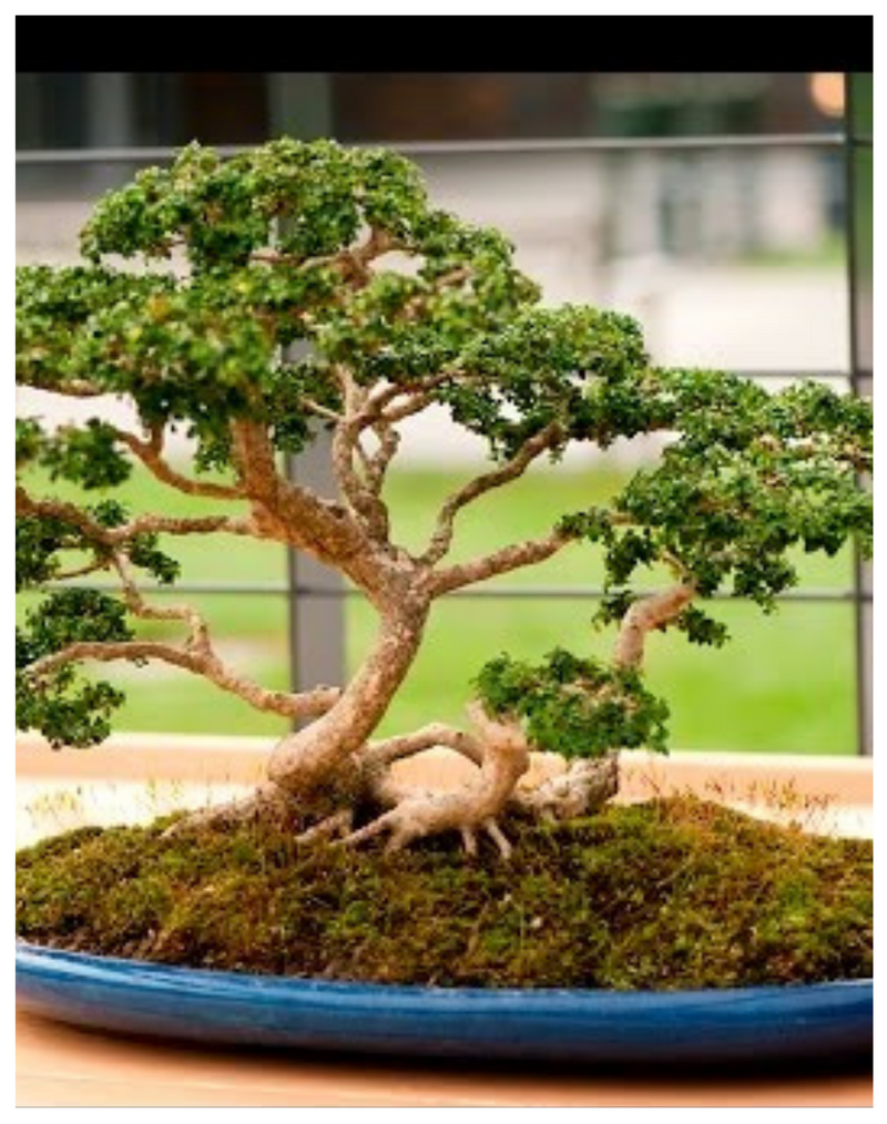 Plantogallery  Buxus Bonsai - Plant
