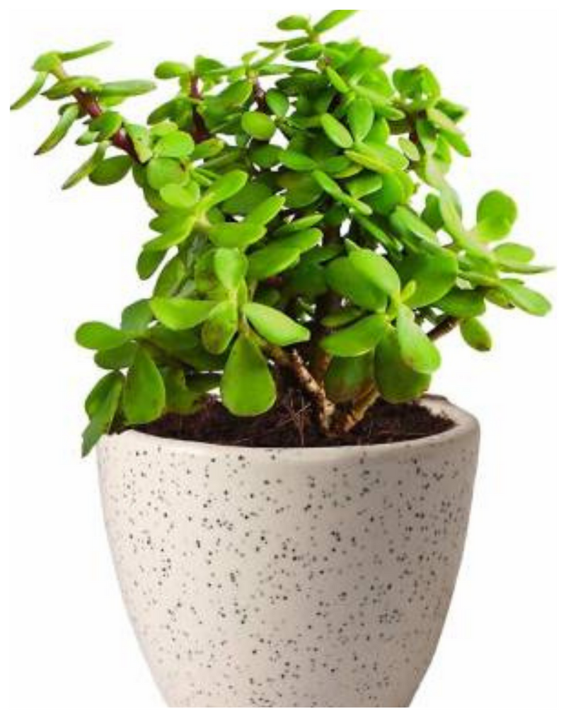 udanta-jade-plant