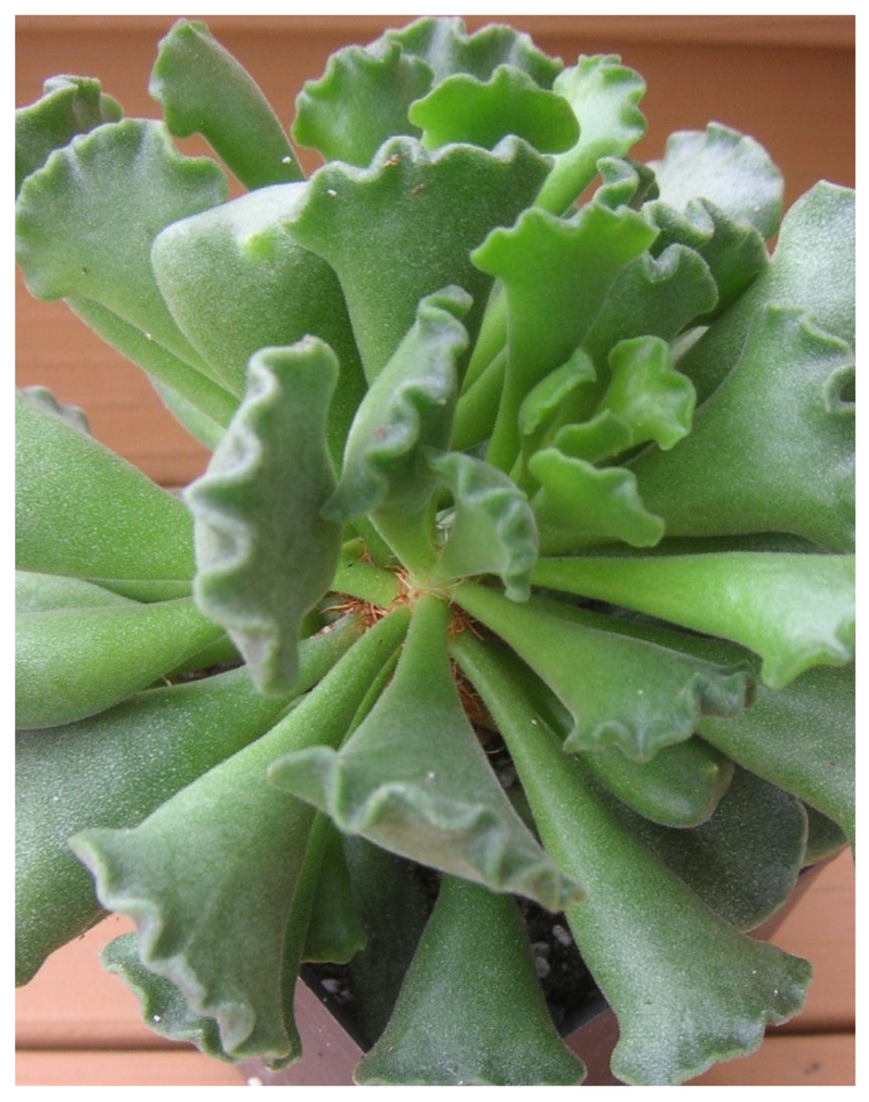 Plantogallery  Crinkle leaf Succulent plant, (key lime pie) house plant