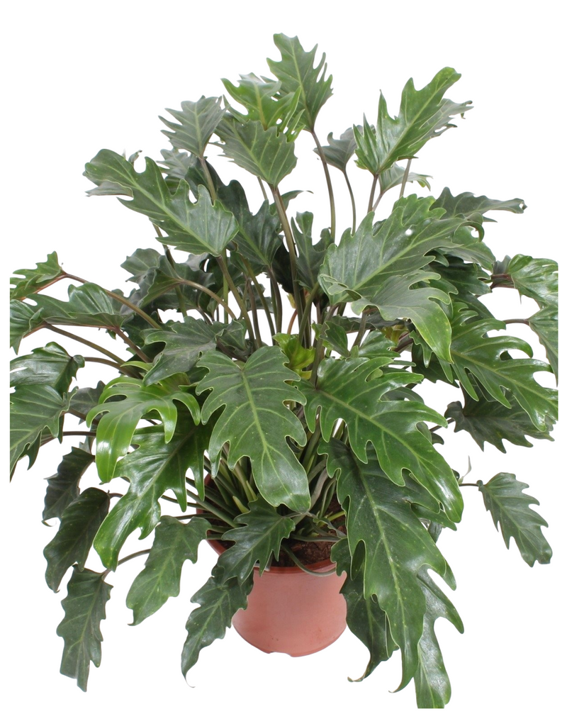 Air-Purifying-Indoor-Plants