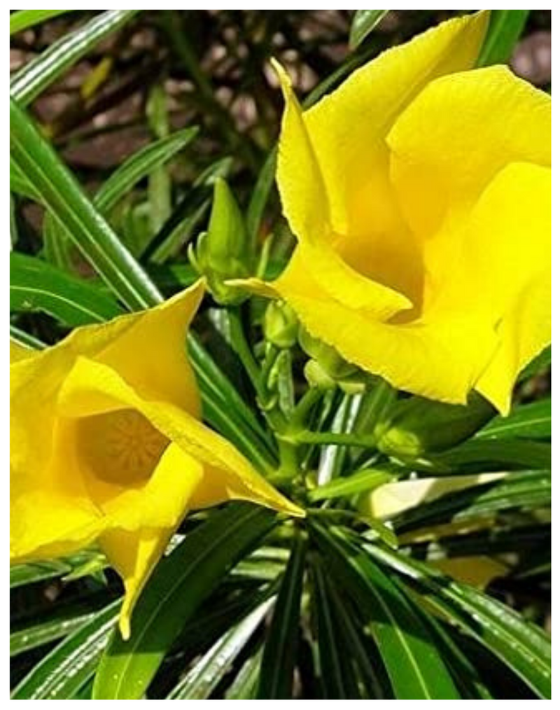 Plantogallery I Kaner Yellow Flower Plant For All Season Plant For Planting