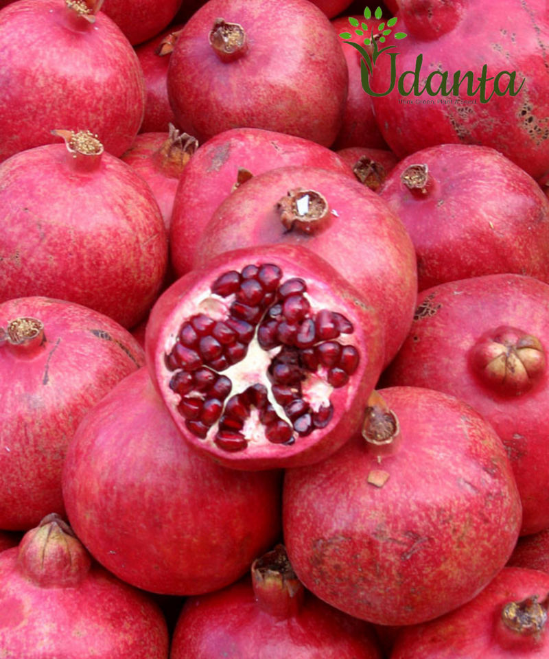 Plantogallery Punica granatum – anar (Pomegranate) Plant Seeds