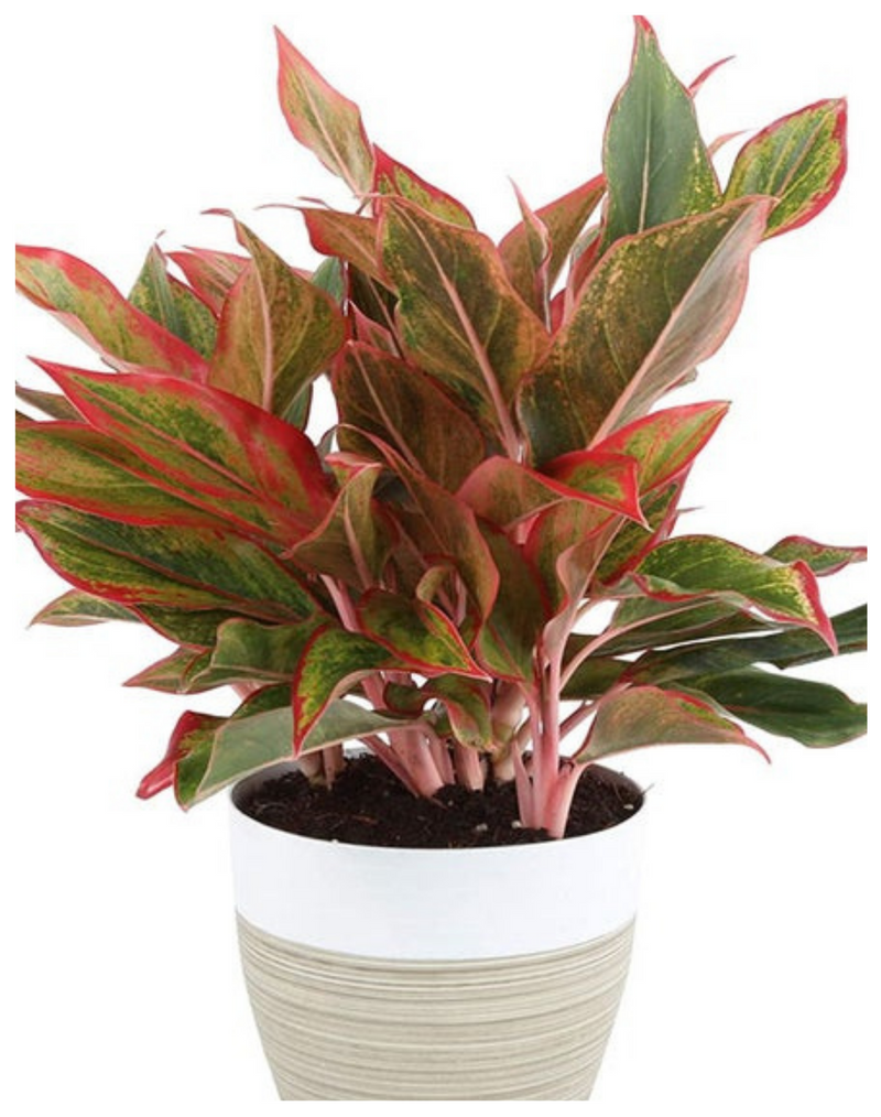 Plantogallery  I Aglaonema Lipstick Best Air Purifying Indoor Plant