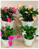 Plantogallery  Christmas cactus flowering succulent plant