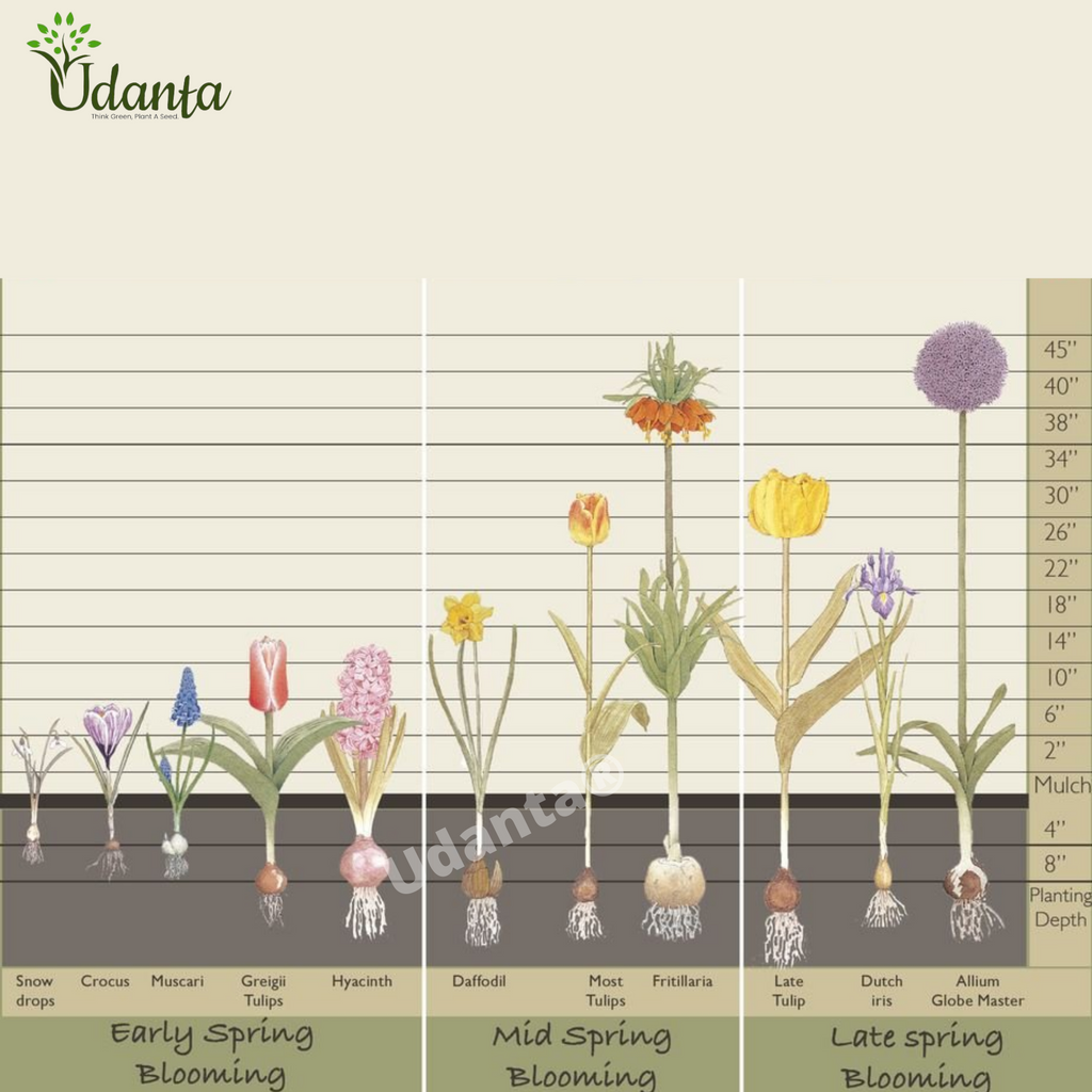 Hyacinth-Gipsy-Queen-Imported-Flower-Bulb