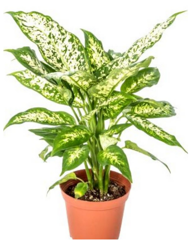Plantogallery I Aglaonema Green White Patches Best Indoor Air Purifying Plant