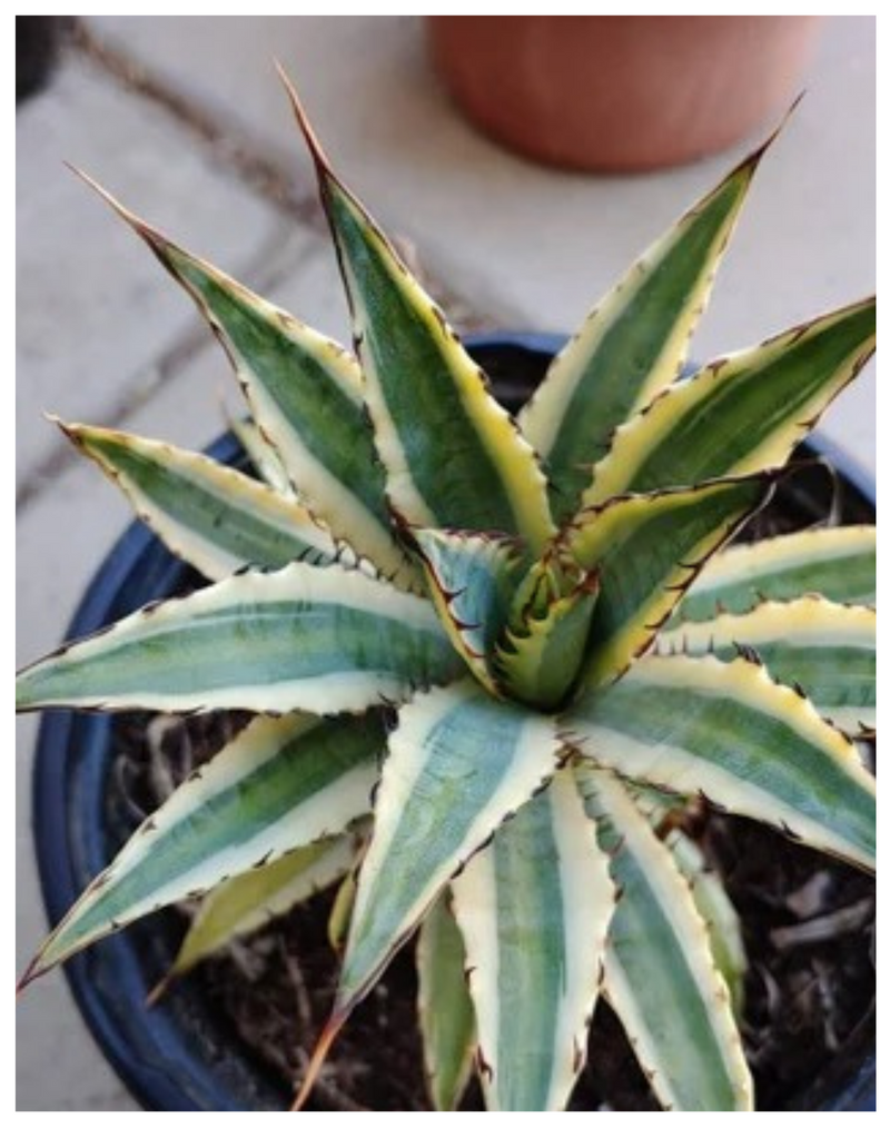 Plantogallery Frostbite Century Plant(Agave xylonacantha 'Frostbite’) saw leaf agave succulent plants