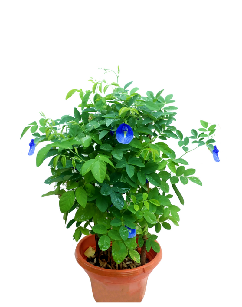 Plantogallery  Aparajita Blue Flower Plant For Spring Season