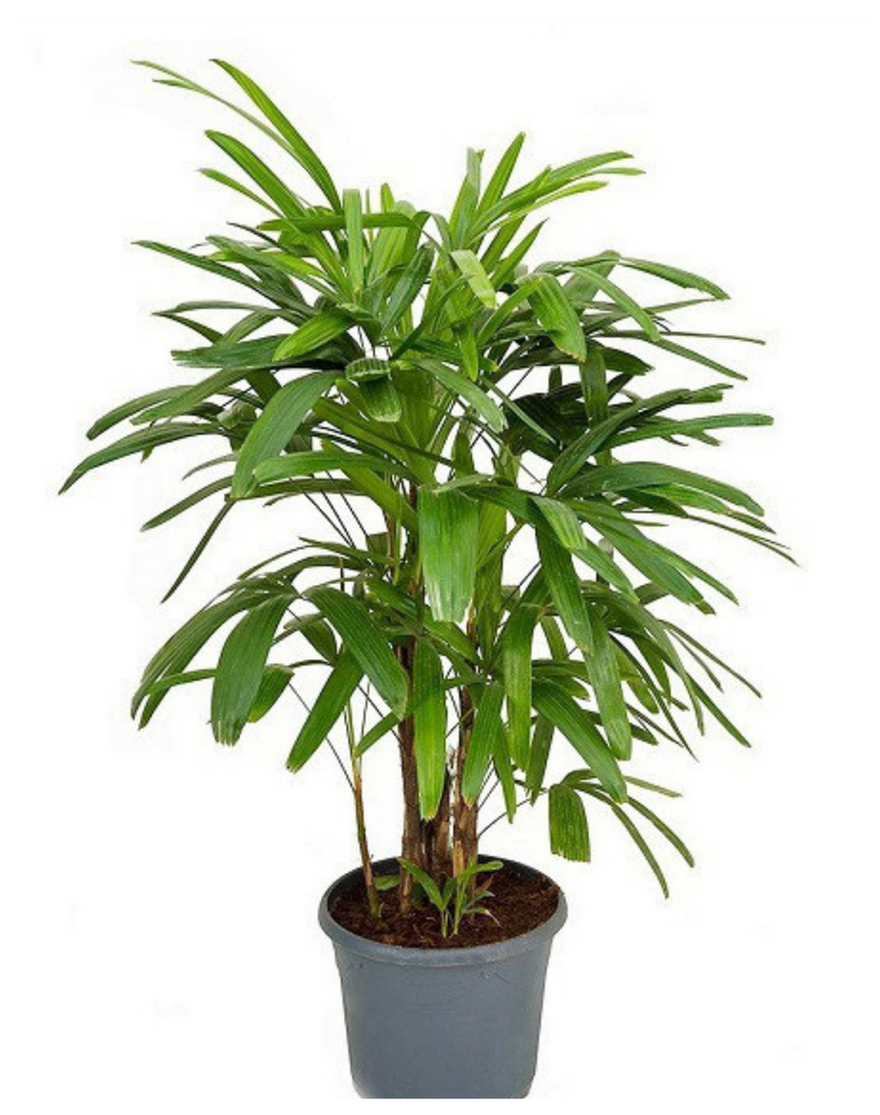 Plantogallery Rhapis Palm Air Purifier Palm For Home Décor And Suitable To Indoor Climate