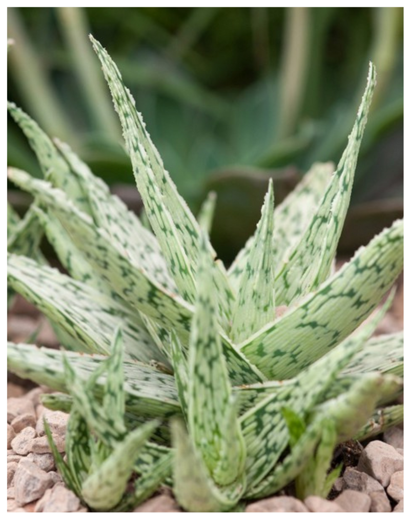 Plantogallery Aloe rauhii( Snowflake Aloe) succulent plants