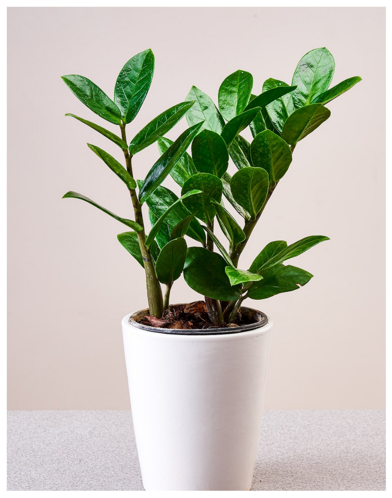Plantogallery Zamioculcus Zamiifolia Best Air Purifying Indoor Plants