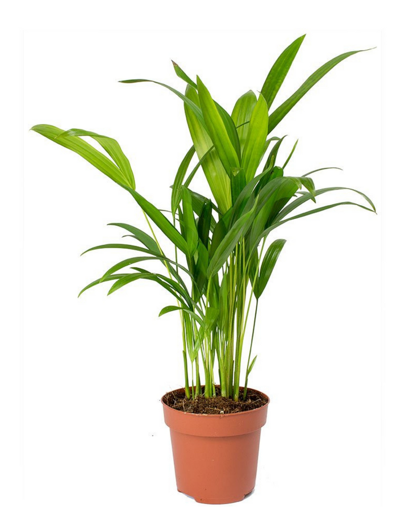 udanta-areca-palm-indoor-plant