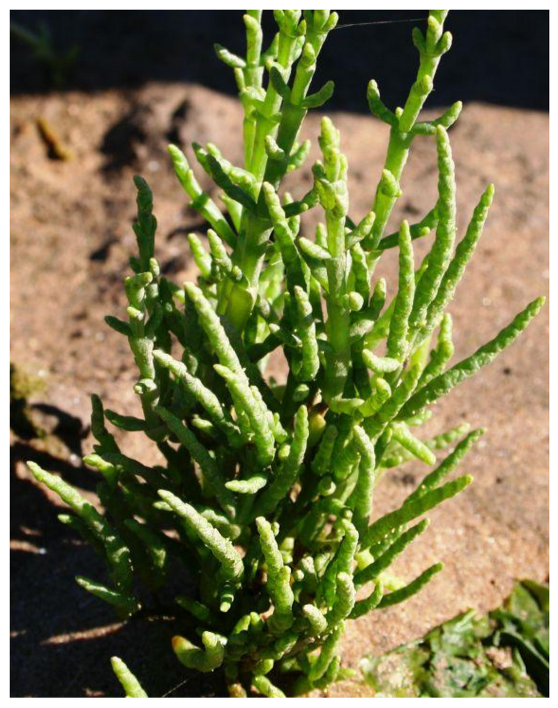 Plantogallery  common glasswort succulent indoor/outdoor/plant