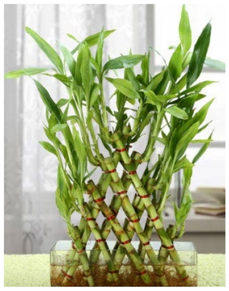 Plantogallery  I Good Luck Bamboo Pyramid For Home Decor
