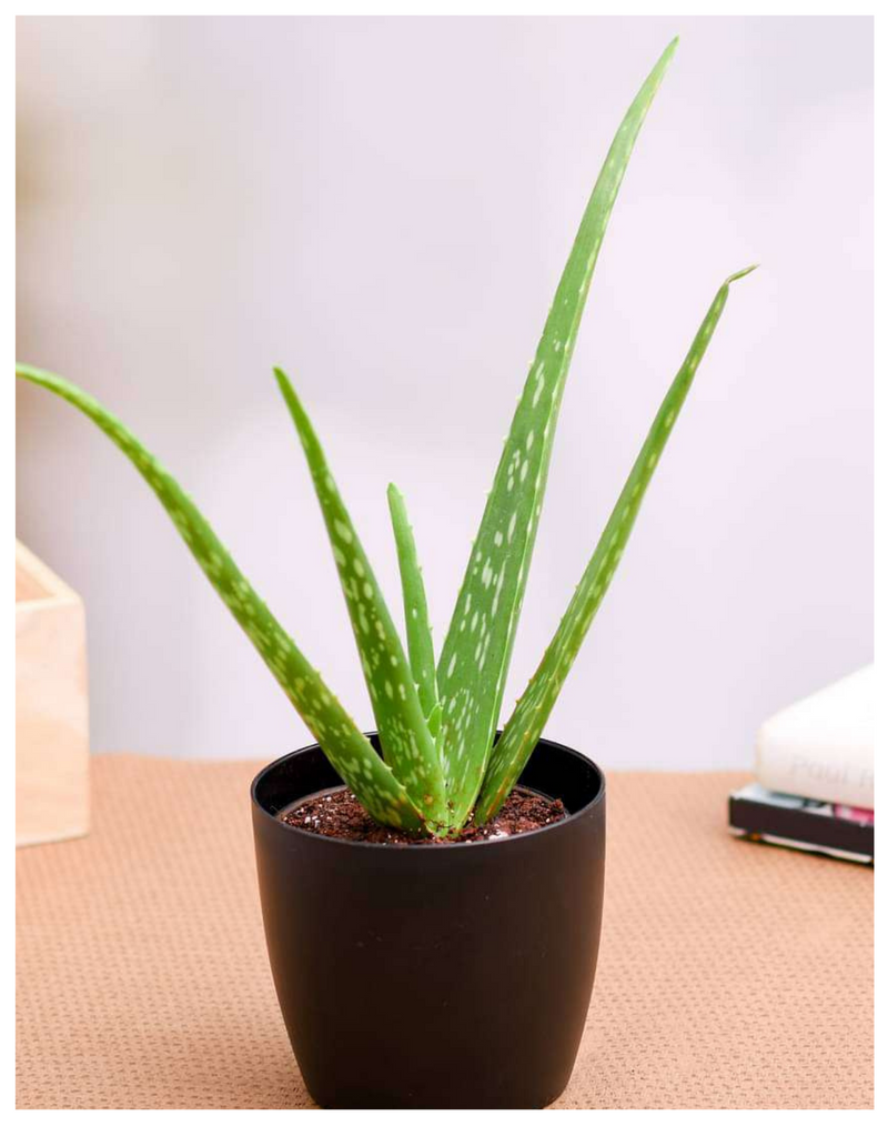 Plantogallery Aloe sp succulent plants