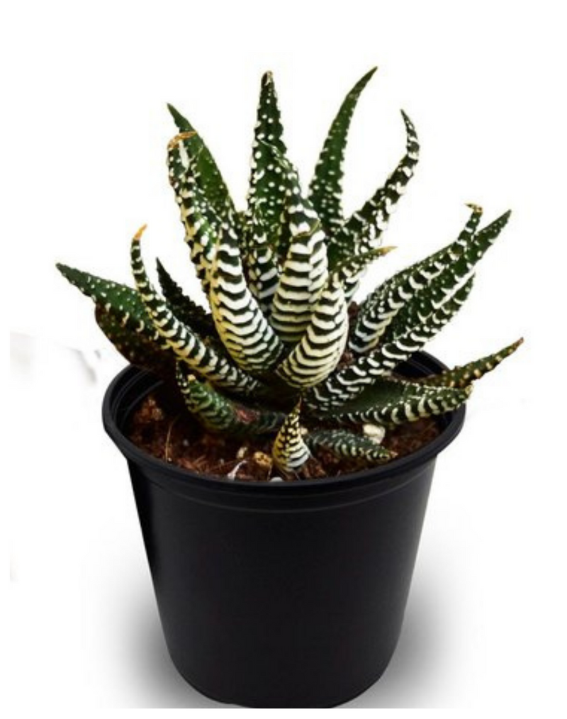 Plantogallery  Haworthiopsis fasciata (zebra plant ) succulent plant