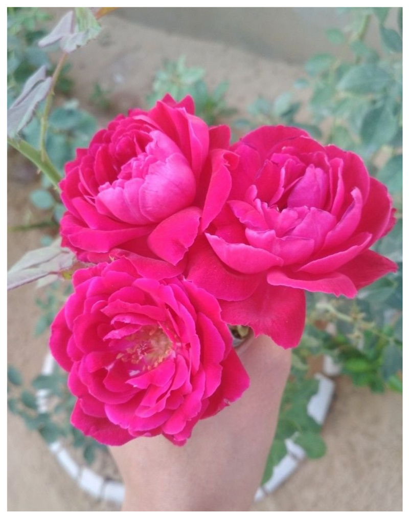 Plantogallery Gulab Desi Rose Outdoor Flower Plant