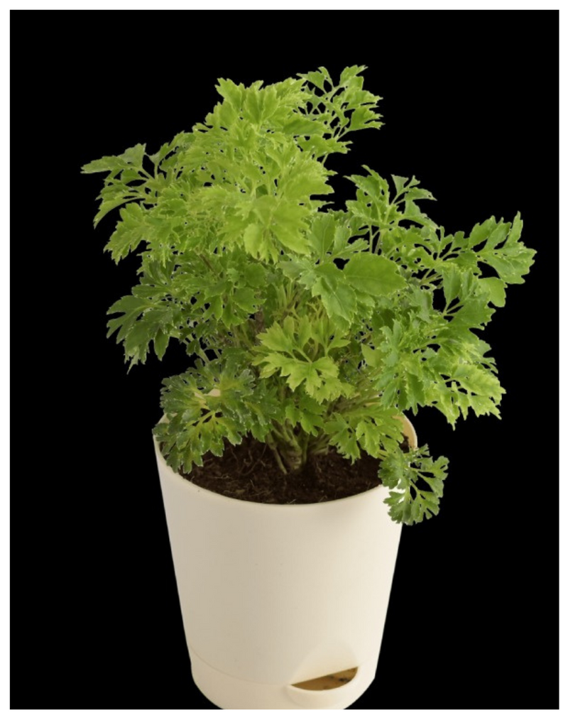 Aralia-Green-Miniature-for-Indoor-Plant-Udanta seeds