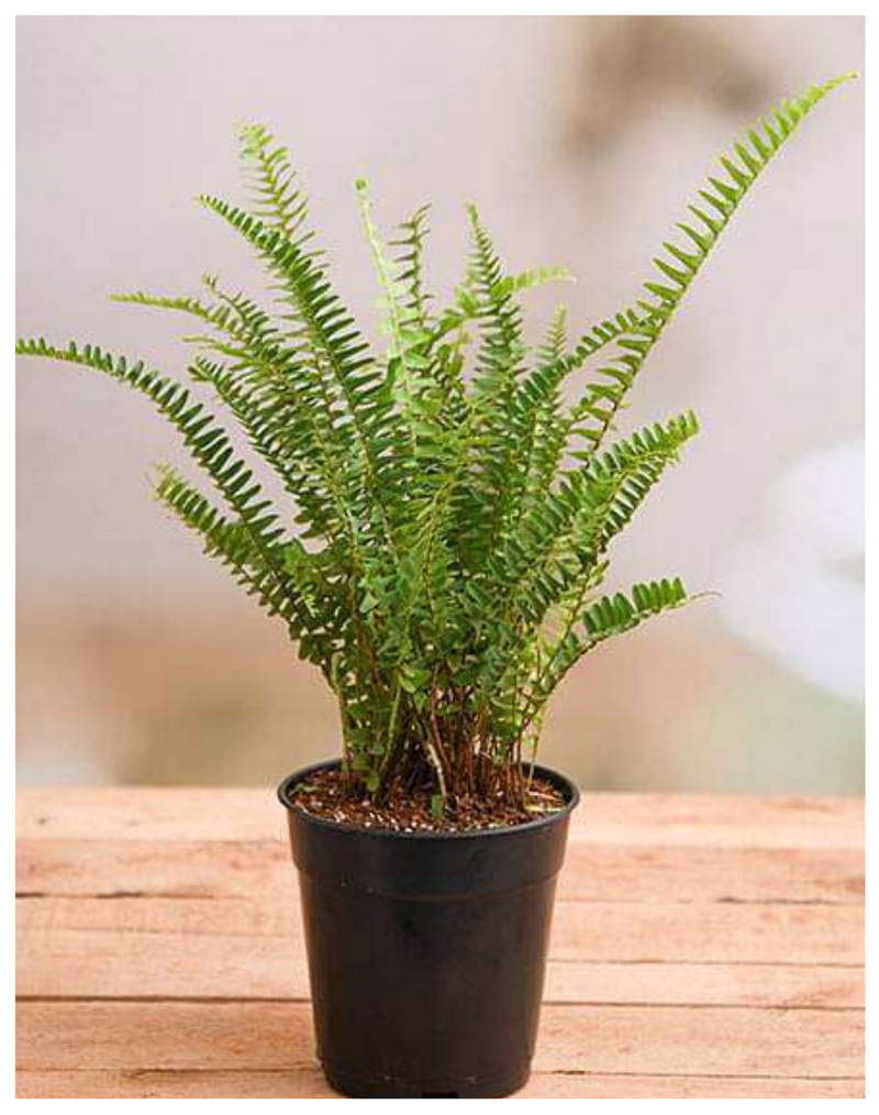 Plantogallery Nephrolepis Exaltata Teddy Junior (Green) - Plant