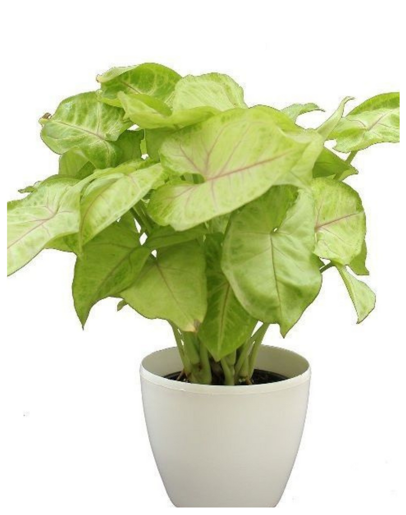 Plantogallery  Syngonium Air Purifying Indoor Plants (Light Green)