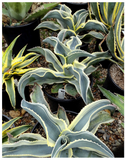 Plantogallery Agave gypsophyla 'Ivory Curls’ century succulent plant