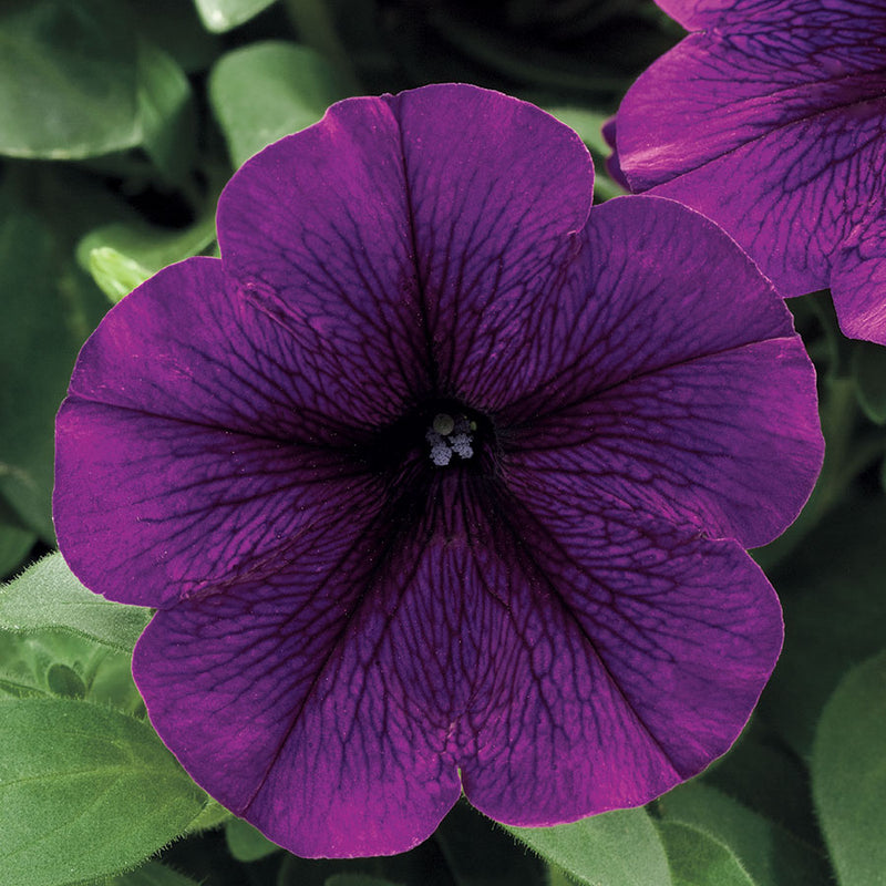 petunia-purple-seeds-by udanta