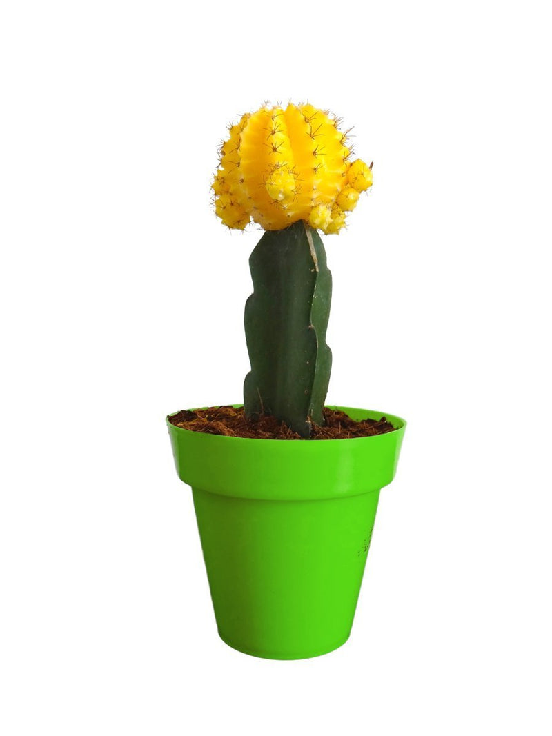 yellow-moon-cactus-by-udanta