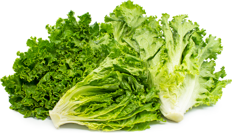Lettuce-green-organic-seeds