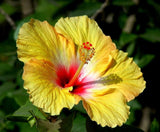 English Gudahal Yellow Hibiscus Flower Plant For All Season