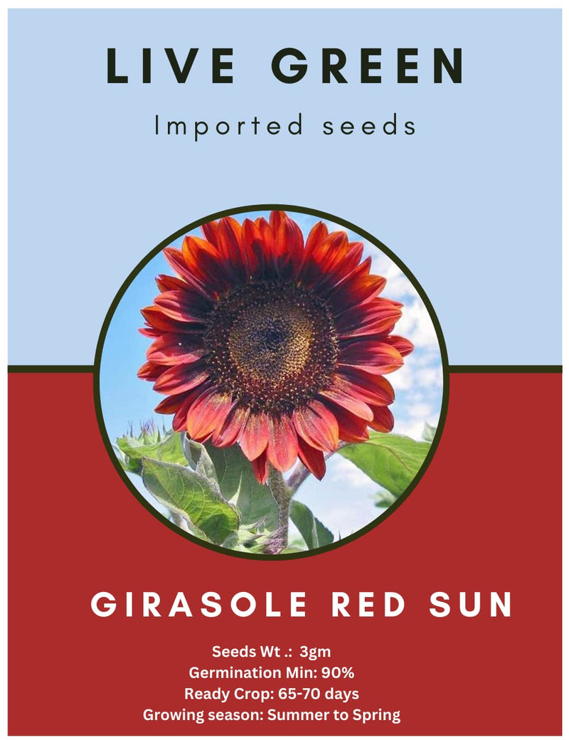 Live Green Imported Seeds - Girasole Red Sunflower Seeds Best for Summer Gardening - Pack of 3gm Seeds