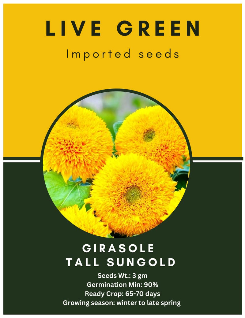 Live Green Imported Seeds - Girasole Tall Sungold Sunflower Seeds for Home Gardening - Pack of 3gm Seeds