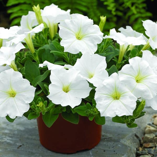 petunia-white-flower-seeds