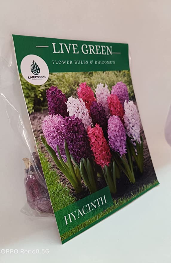 Hyacinth Multicolor Scented Flower Bulbs and Rhizomes Pack Of 5 Bulbs By Plantogallery