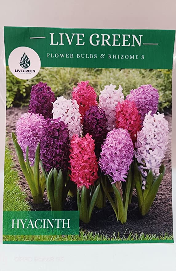 Hyacinth Multicolor Scented Flower Bulbs and Rhizomes Pack Of 5 Bulbs By Plantogallery