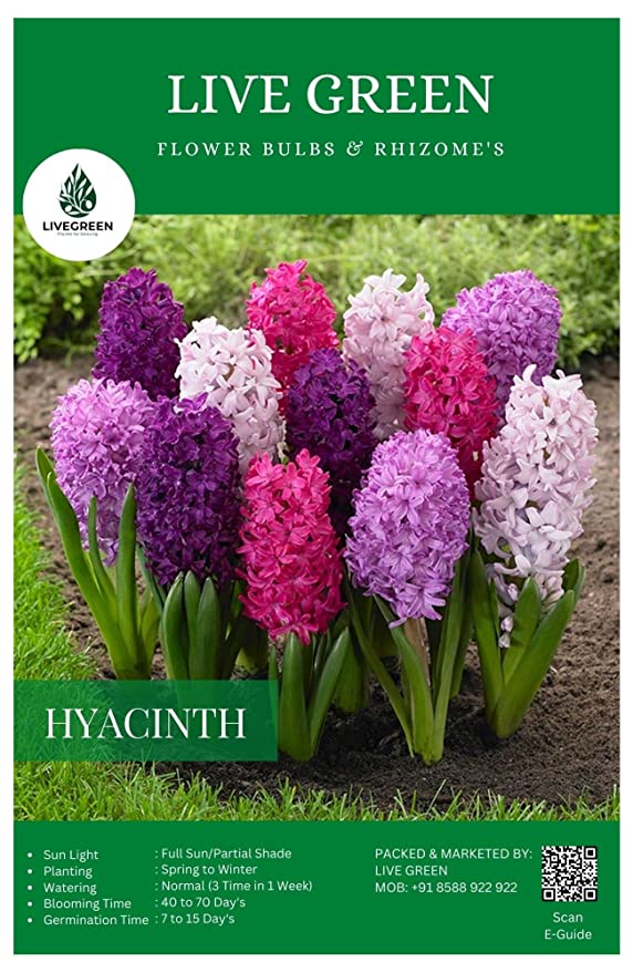 Hyacinth Multicolor Scented Flower Bulbs and Rhizomes Pack Of 5 Bulbs By Plantogallery
