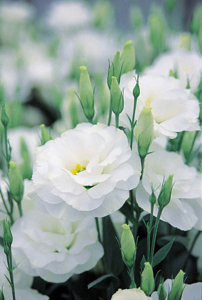 Lisianthus-white-flower-seed