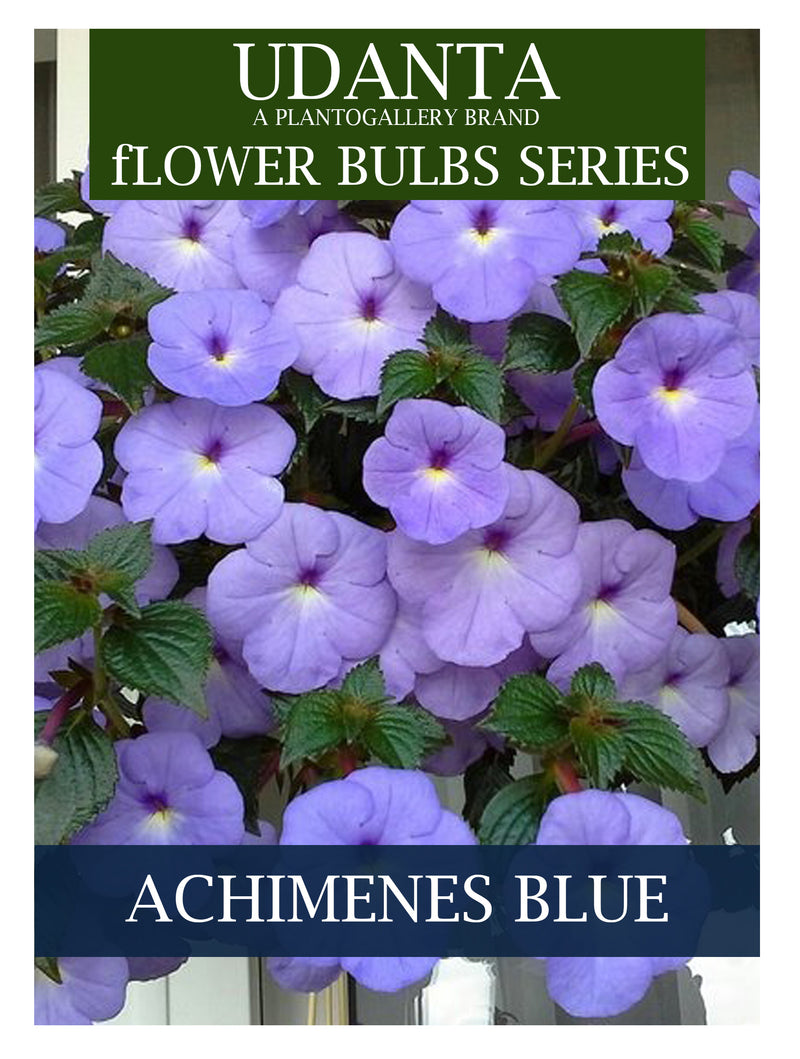 Plantogallery  I Achimenes Blue Colour Hanging Flower Bulbs Pack Of -10