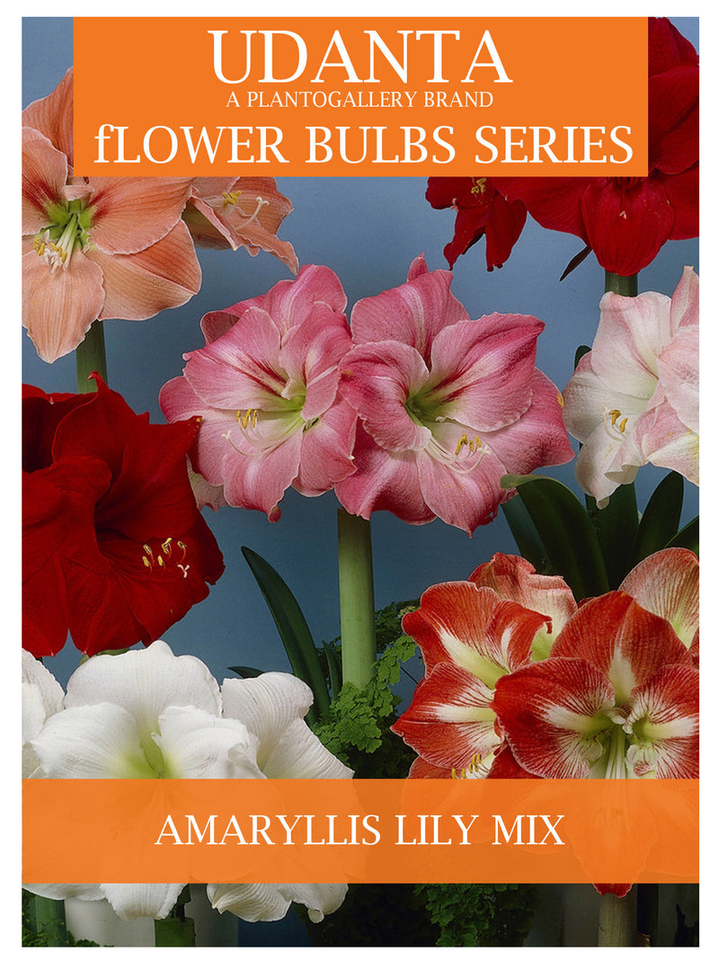 Plantogallery  I Amaryllis Lily Single Multi-color Flower Bulbs Pack Of 5